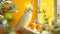 Vibrant cockatiel perched indoors with a warm yellow backdrop and fresh fruits