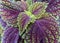 Vibrant Coleus plant leaves