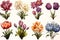 Vibrant collection of colorful tulip flower icons set for spring on white background