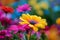 vibrant color concept. colors of rainbow. bright colorful multicolored gerbera flowers. Bunch of multi coloured gerberas. Bright