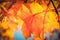 Vibrant color of fall foliage in Seattle, Washington, USA