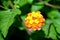 Vibrant Color Lantana Flower