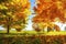 Vibrant color of leaves on trees in autumn park on sunny clear day. Autumnal landscape. Fall. Vivid colourful nature