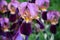 Vibrant color purple iris flowers with curly luxuriant petals closeup on blurred background. Gorgeous garden irises with yellow