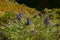 Vibrant Color Wild Andean Lupine Flowers at Colca Canyon, Arequipa Region, Peru