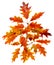 Vibrant colored autumn oak leave (leaf), branch, isolated.