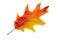 Vibrant colored autumn oak leave (leaf), branch, isolated.