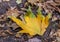 Vibrant Colored Fall Oak Leaf In Sedona