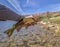 Vibrant colored Rainbow Trout from the Colorado River near Lees Ferry , AZ