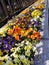 Vibrant, colorful assortment of pansies on a sidewalk.