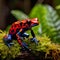 vibrant and colorful beauty of a small frog in its natural habitat, providing a unique perspective on wildlife in nature.