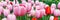 Vibrant colorful closeup pink tulips holiday panoramic background