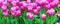 Vibrant colorful closeup pink tulips holiday panoramic background