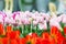 Vibrant colorful closeup white with pink tulips holiday panoramic background