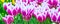 Vibrant colorful closeup white with purple tulips holiday panoramic background