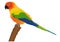 Vibrant Colorful Conure Parrot Vector Art