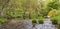 Vibrant colorful creek landscape with lots of white flower on the glencree river bank