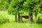 Vibrant colorful hammock hanging under green evergreen conifers trees on cozy forest meadow background