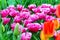 Vibrant colorful shaggy edged fuzzy pink tulips holiday background