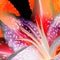 Vibrant and Colorful Tropical Stargazer Lily Flower