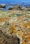 Vibrant colors of aquatic life in rock pools and the tidal zone of rocky coastline beach in Australia