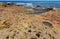 Vibrant colors of aquatic life in rock pools and the tidal zone of rocky coastline beach in Australia