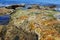 Vibrant colors of aquatic life in rock pools and the tidal zone of rocky coastline beach in Australia