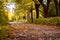 the vibrant colors on the autumn morning city public alley scene