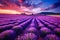 The vibrant colors of a field of lavender