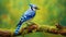 Vibrant Colorscape: Majestic Blue Jay Perched On Mossy Branch