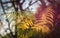 A vibrant and colourful backlit bracken fern frond growing out of the ground at sunset in Surrey, England