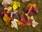 Vibrant colours of autumn leaves on damp soil