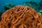 Vibrant Coral Colony on Reef in Komodo National Park