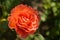 Vibrant coral rose covered with dew