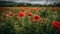 Vibrant corn poppies bloom in rural meadow generated by AI