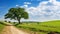 Vibrant Countryside: Midday Lighting in a Background Design with a Rural Road, a Distinctive Old Tree, and Spacious Greenery