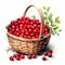 Vibrant Cranberry Illustration In Watercolor Style