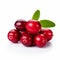 Vibrant Cranberry Product Photography On White Background