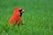 Red Male Northern Cardinal In Grass