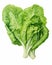 Vibrant, Crisp Lettuce Leaves: Perfect Ingredient for a Healthy Life