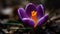 Vibrant crocus blossom, beauty in nature outdoors generated by AI