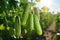 Vibrant crops. bountiful harvest of fresh, organic green cucumbers on a thriving farming plantation