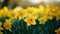 Vibrant Daffodils Blooming in Springtime