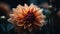 Vibrant dahlia blossom, a gift of nature generated by AI