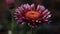 A vibrant daisy blossom brings beauty to a formal garden generated by AI