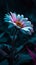 Vibrant Daisy Flower Against a Dark Background