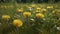 Vibrant dandelion blossom in uncultivated meadow, beauty in nature growth generated by AI