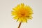 Vibrant dandelion flower