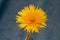 Vibrant dandelion flower