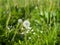 Vibrant dandelion flower growing in a lush green grassy field